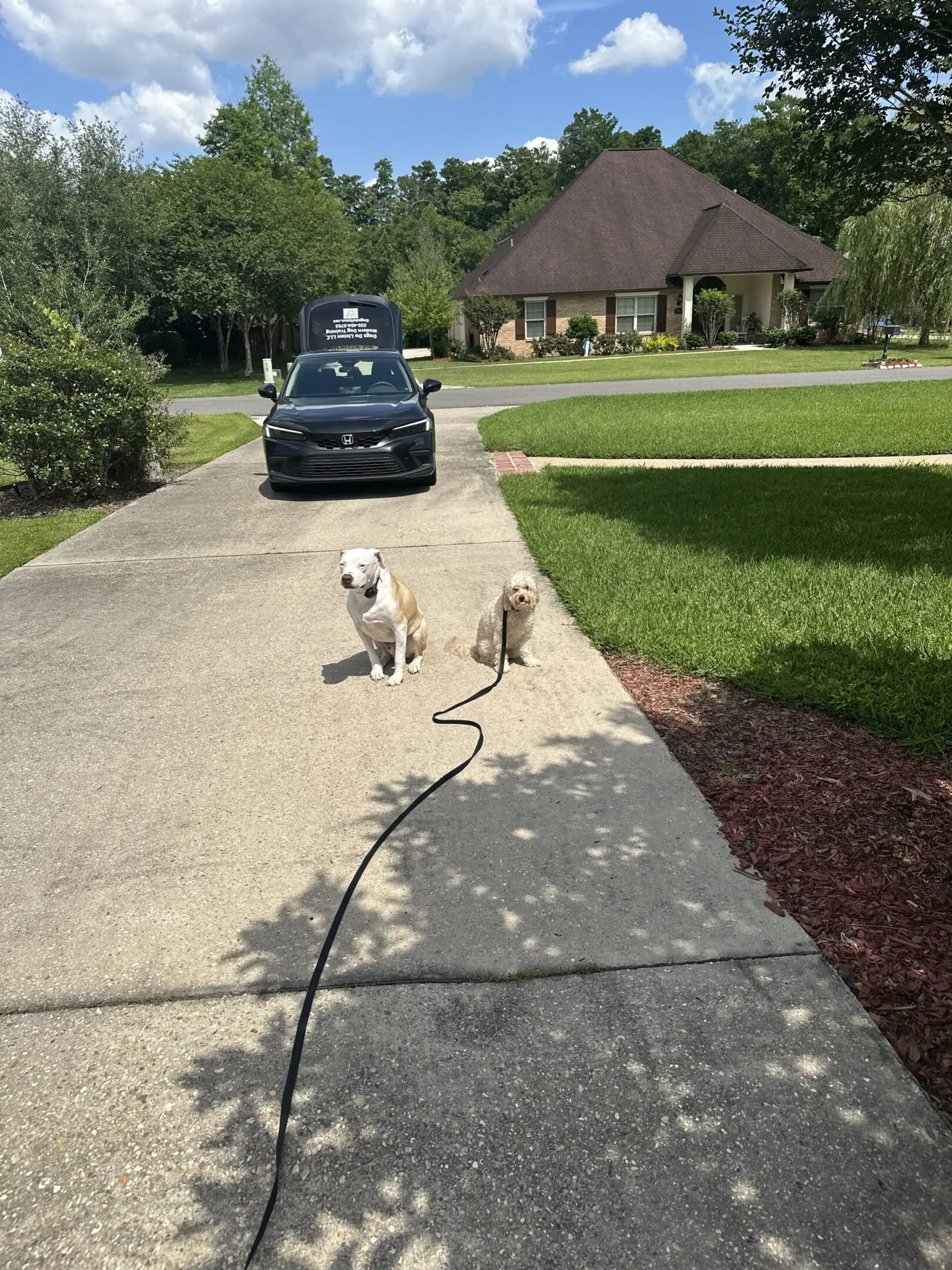 Two small dogs running on a sunny driveway toward a parked car.