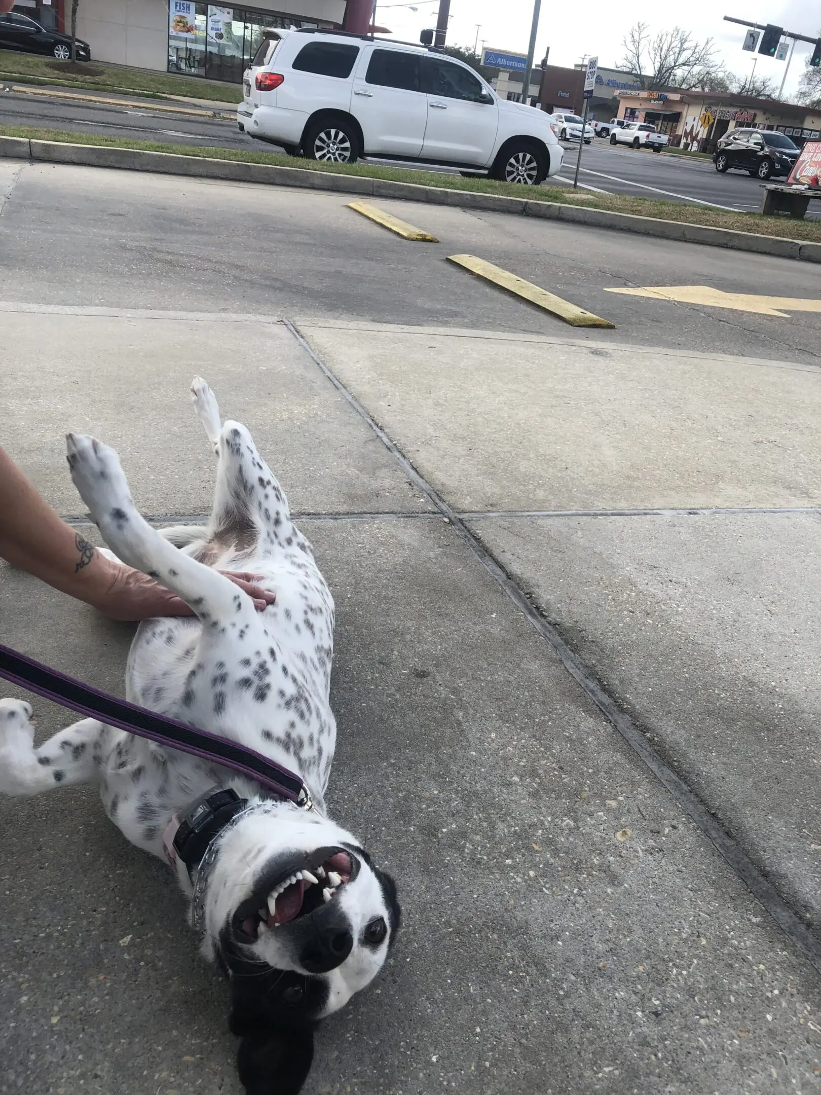 A spotted dog lying on its back on pavement, enjoying belly rubs.