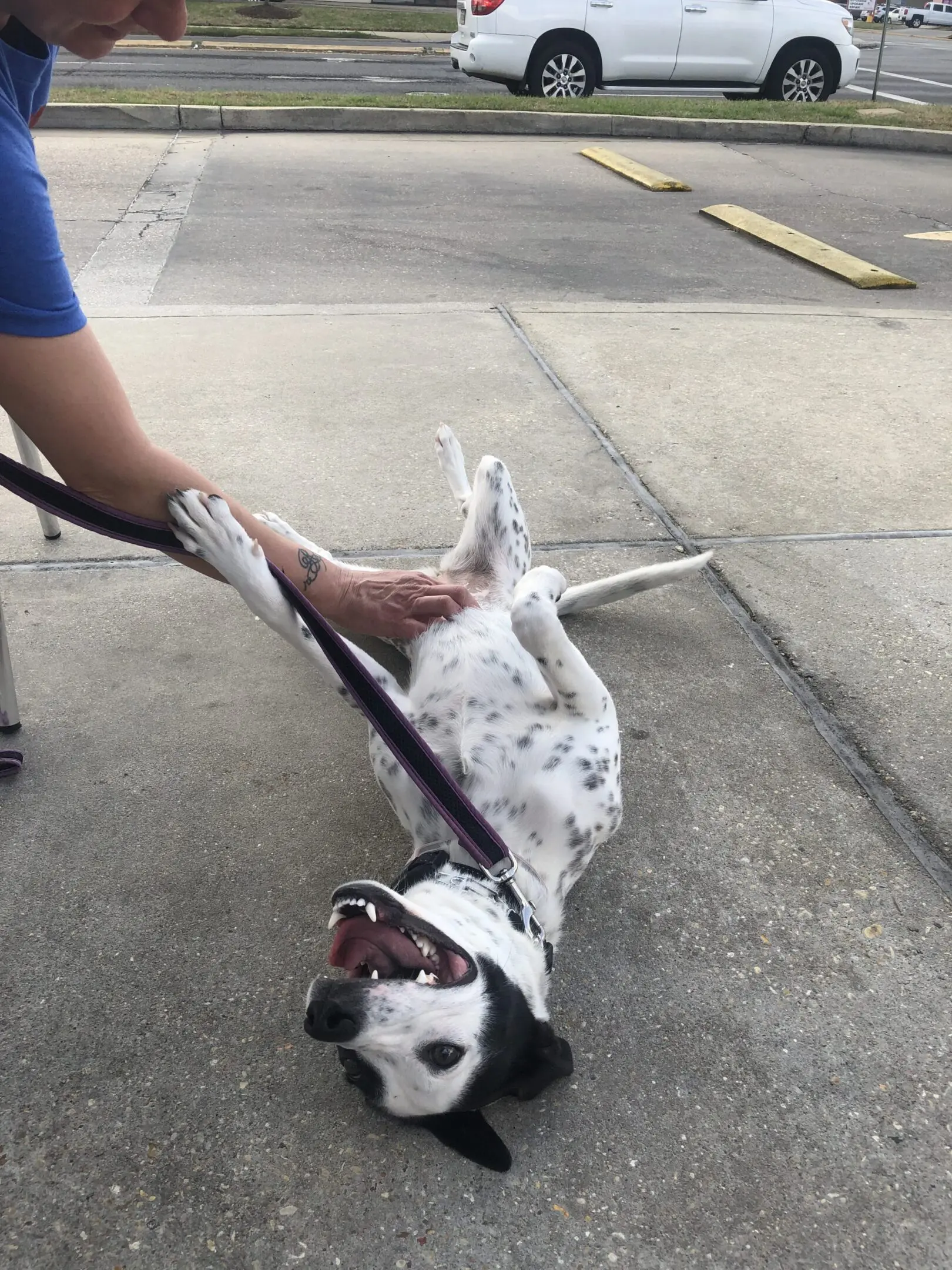 Dog playfully rolling on the pavement with a leash held by a person.