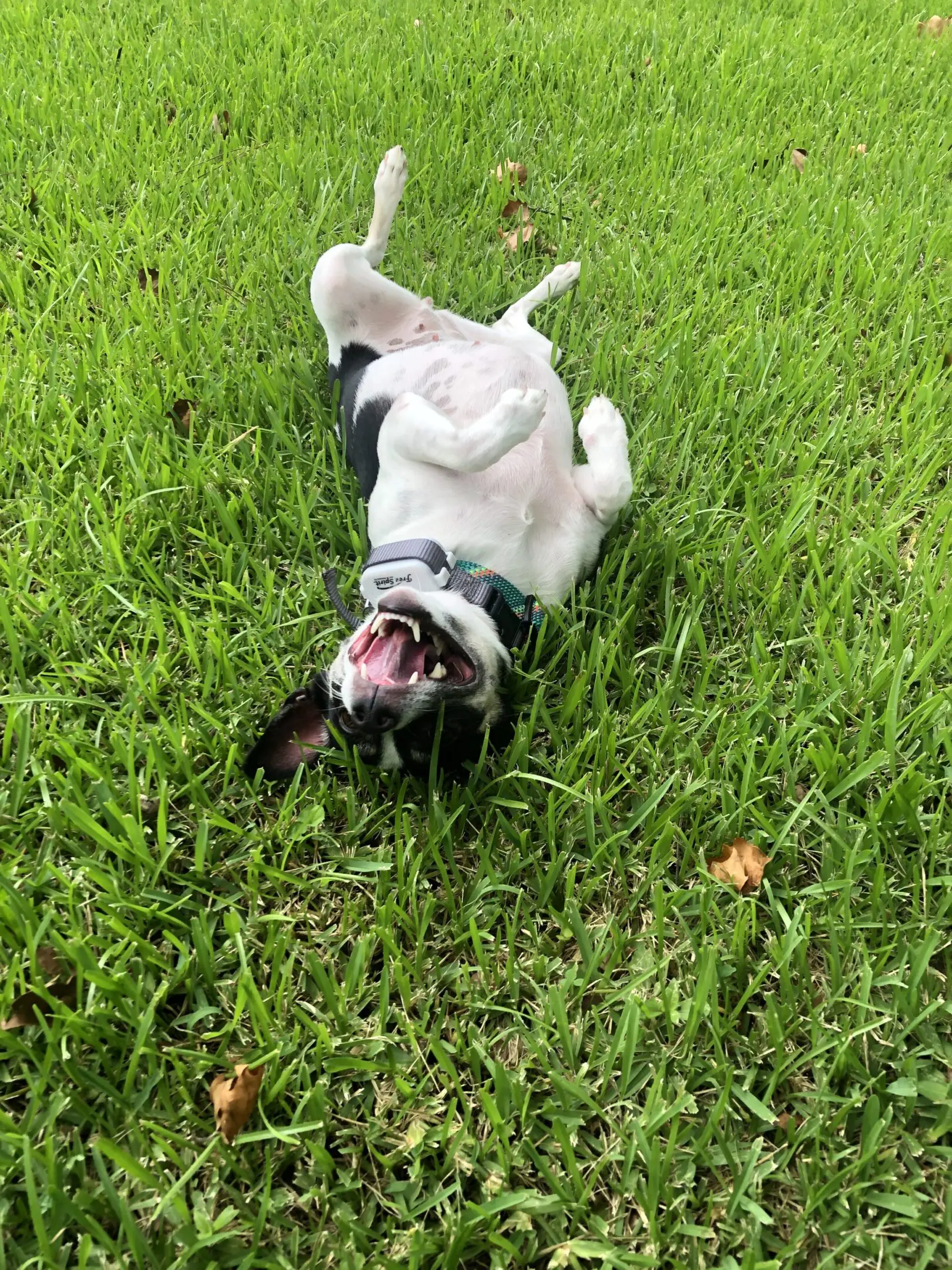 A playful dog rolling on lush green grass with paws in the air.