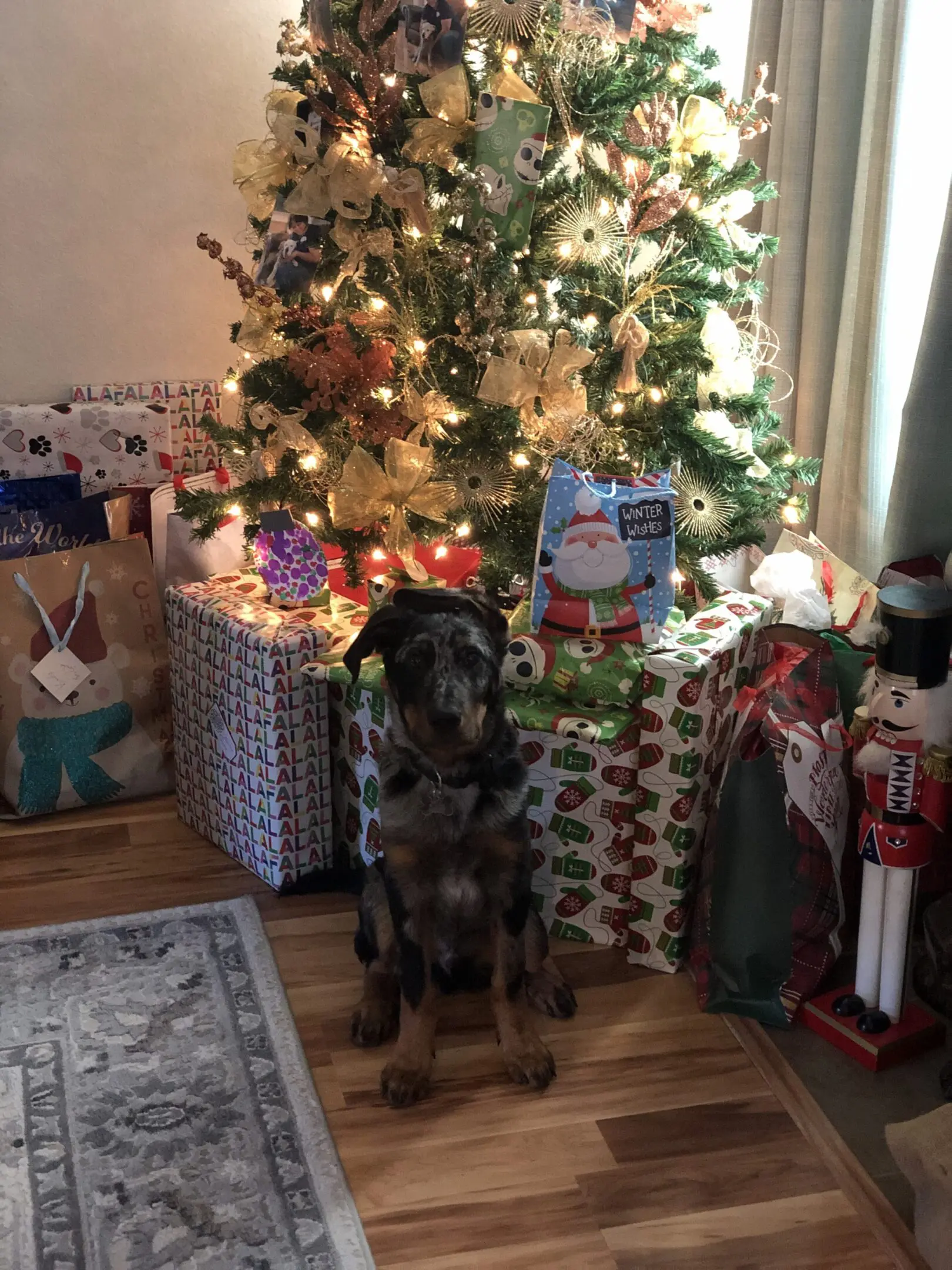 Dog sitting beside a decorated Christmas tree with presents.