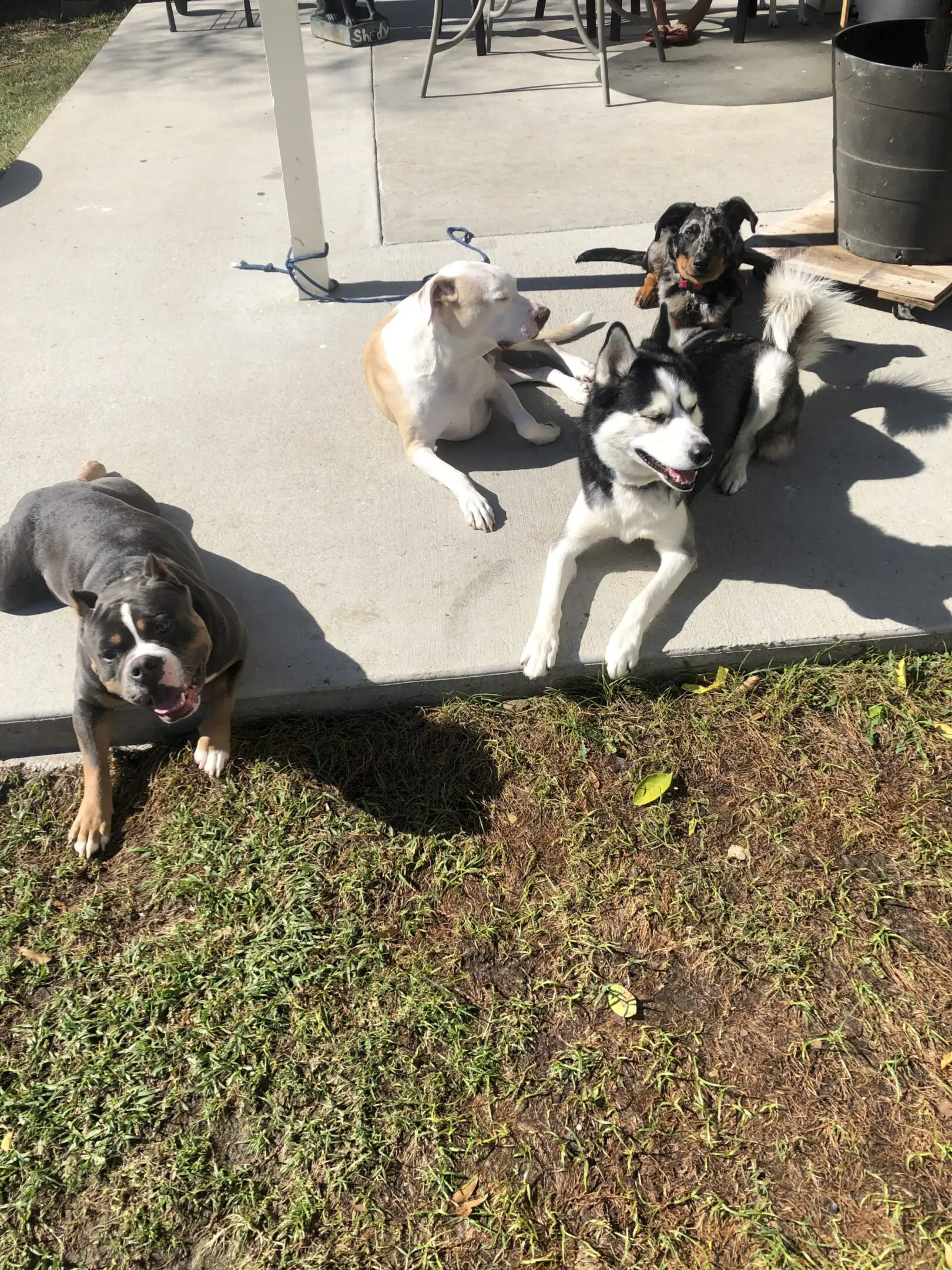 Three dogs relaxing on the grass and concrete under the sun.