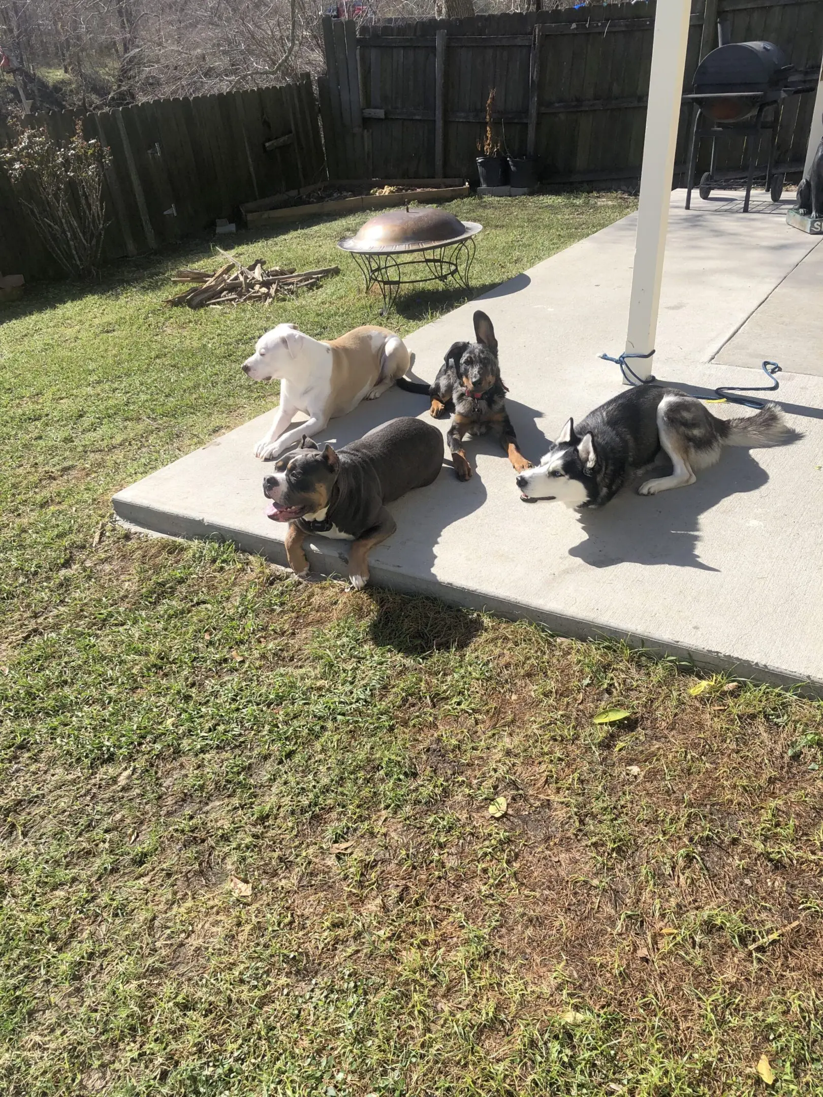 Four dogs relaxing on grass and concrete in a sunny yard.