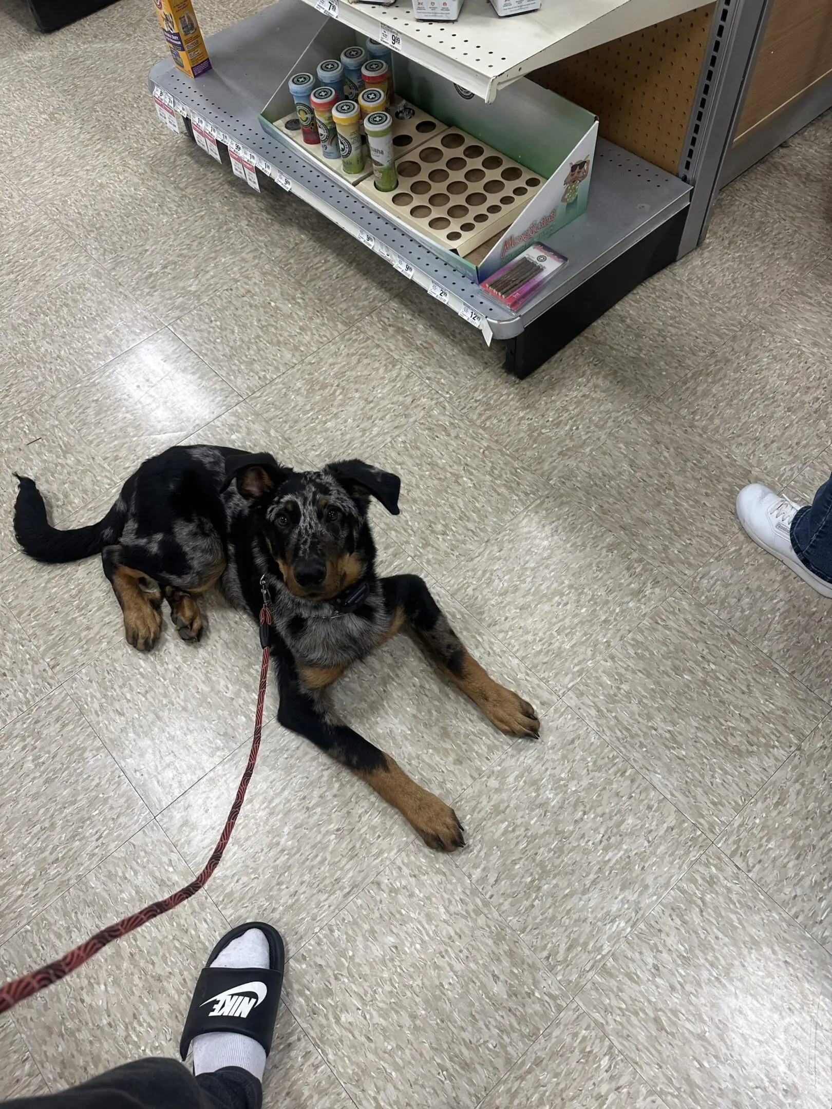 A black and brown dog lying on a tiled floor indoors.