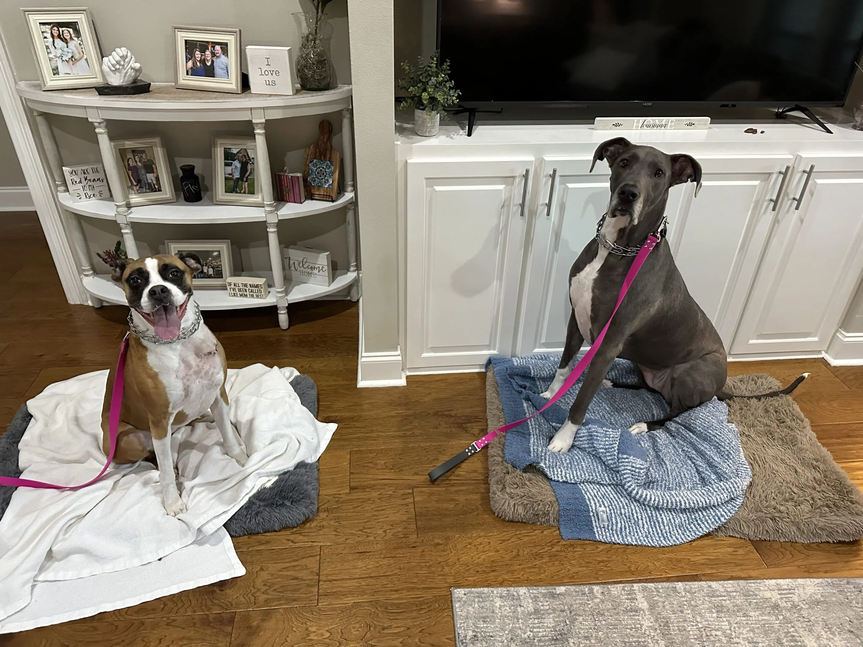Two dogs comfortably resting on blankets indoors, one with a pink leash.
