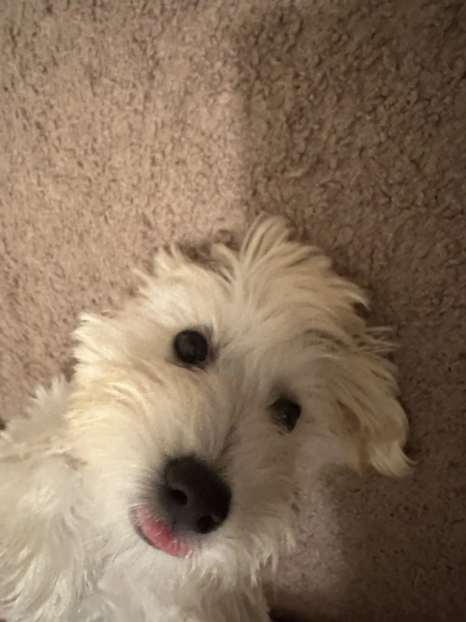 Close-up of a fluffy white dog with a playful expression.