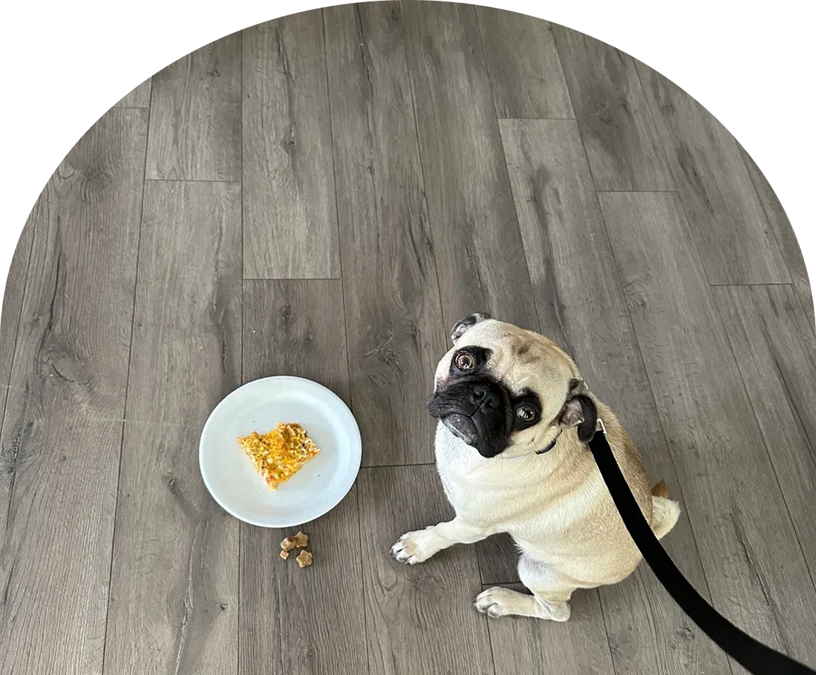 Pug sitting near plate of food