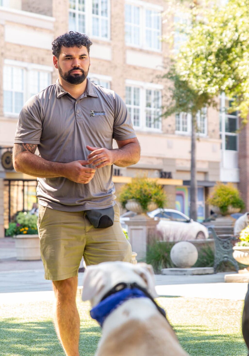 Man walking dogs in a sunny urban park.