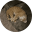 Sleeping orange tabby cat curled up on a round rug.